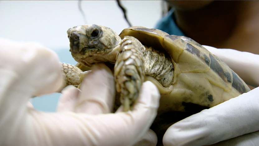 Manfreda the Tortoise.