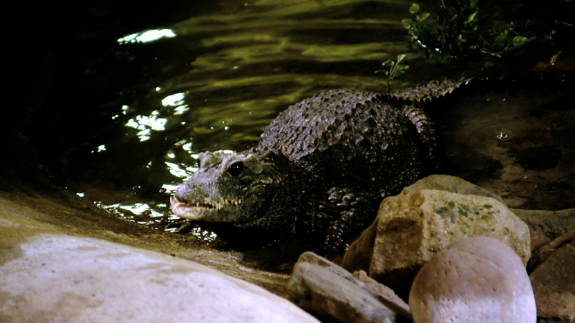 A baby crocodile.