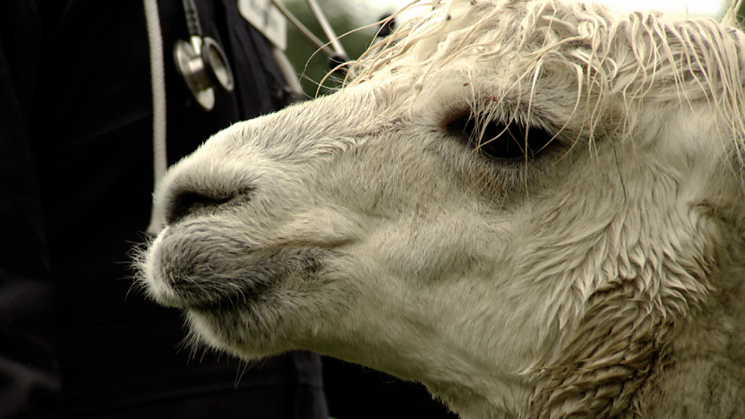 An Alpaca.