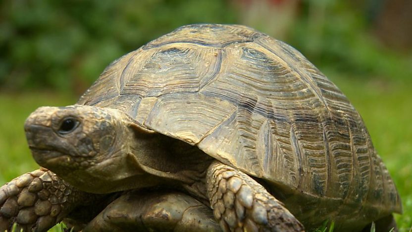 Shelley the Tortoise
