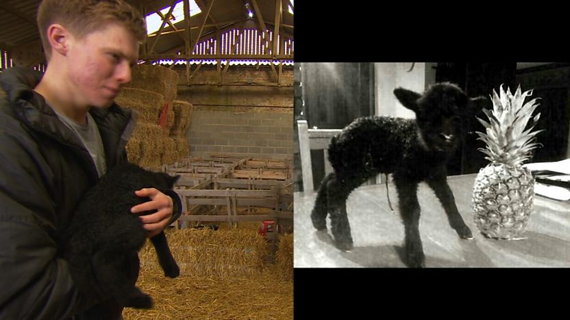 Barney With Micro Lamb
