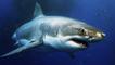 Por qué los tiburones amenazan nuestra conexión a internet