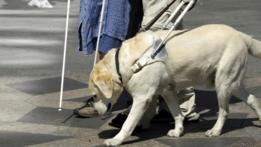 Perro guía