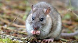 Los científicos pretenden erradicar la población ratas de esa isla, a donde los roedores llegaron hace 200 años en los barcos de los cazadores de focas y balleneros.