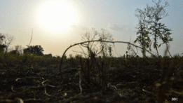 Campo en India