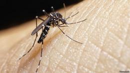 Mosquito transmisor del virus zika