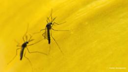 Mosquitos transgénicos para combatir el dengue en Brasil