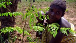 moringa