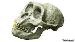 Cráneo de australopitecus.