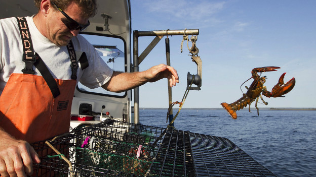 O Estado americano de Maine produziria uma das lagostas mais baratas do mundo