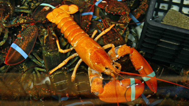 No Maine, a produo de lagosta aumentou de maneira dramtica