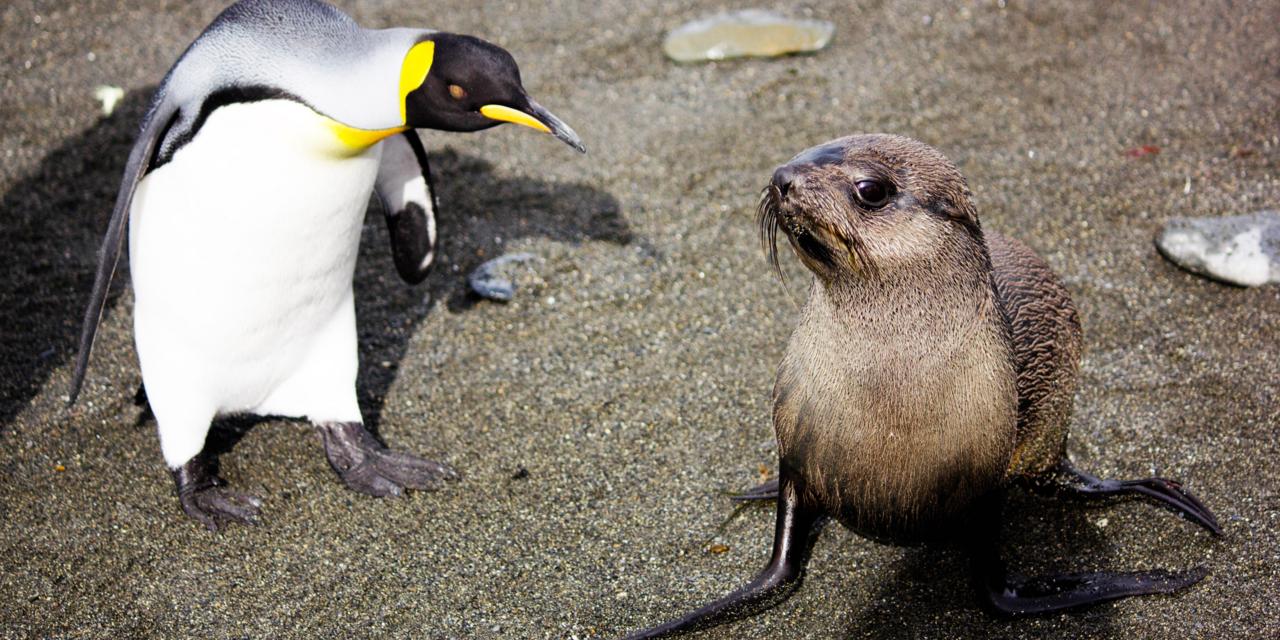 Seal and penguin