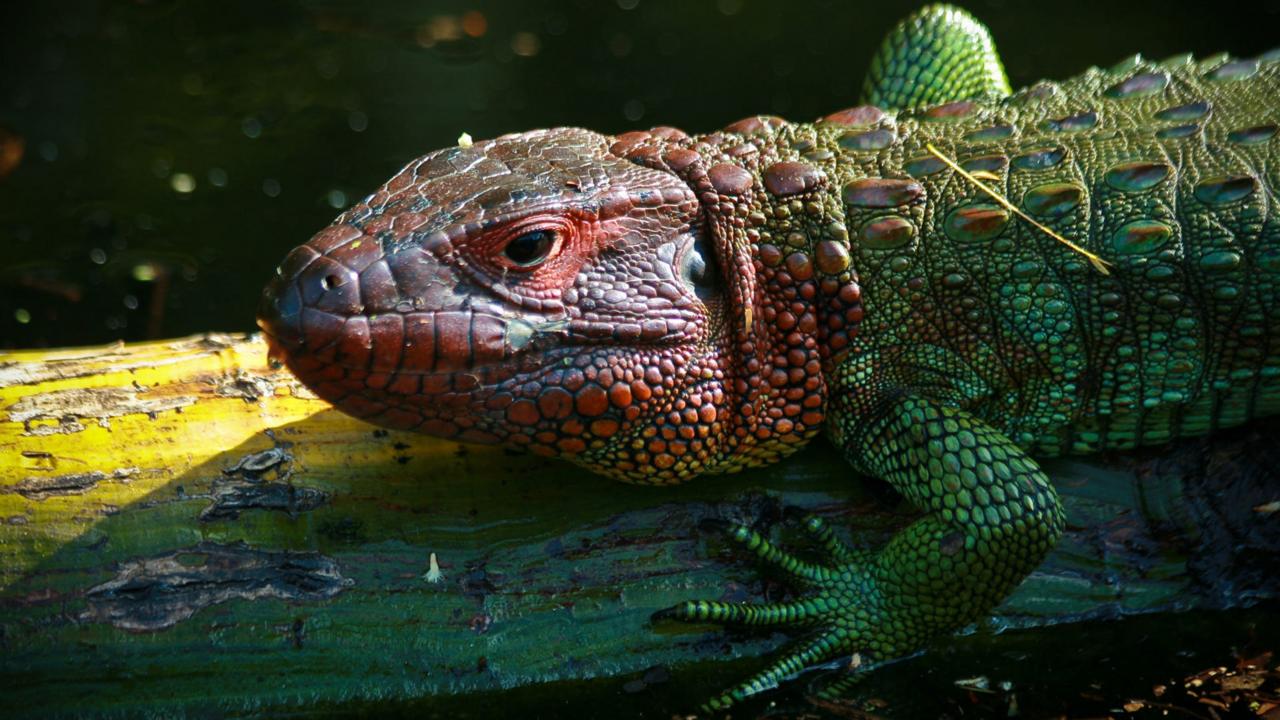 The northern caiman lizard, one of several species of caiman that live in the waters of the Amazon, is mostly aquatic and is an excellent climber. (Colleen Clark) (Credit: Colleen Clark)