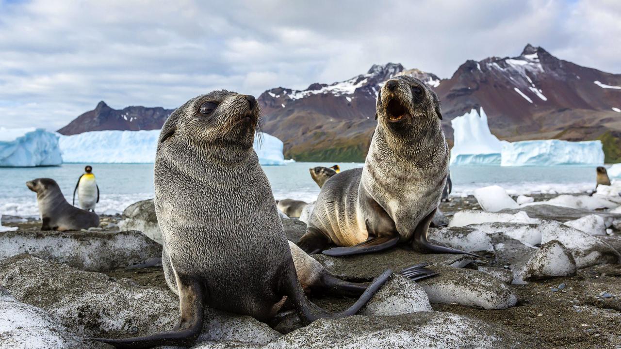 South Georgia seal pups (Credit: Michael Nolan/Getty)