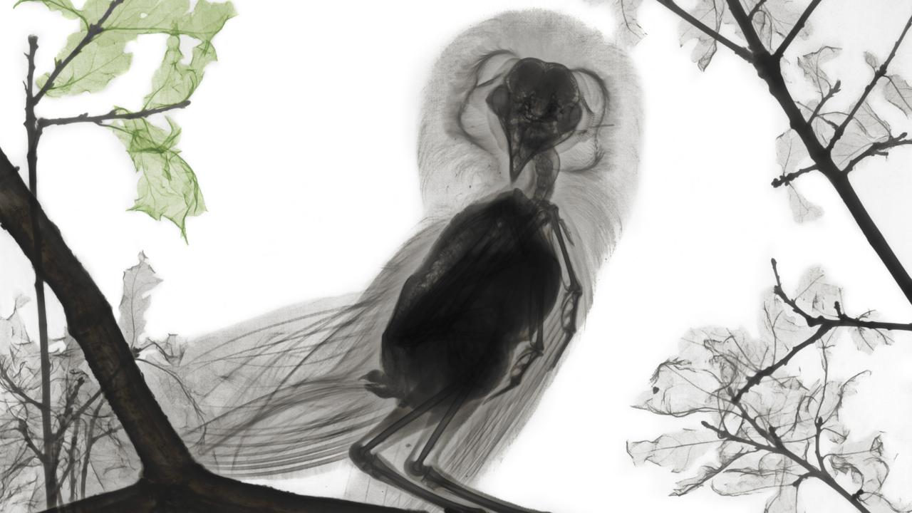 Under x-ray, a barn owl looks the same as a buzzard (credit: Arie van ’t Riet/ SPL)