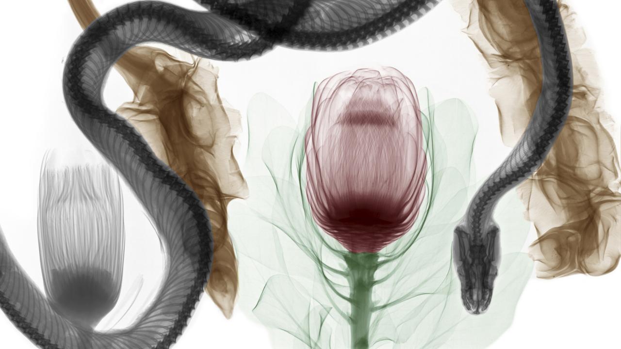 Python and protea flower. The snake's trachea is visible (credit: Arie van ’t Riet / SPL)