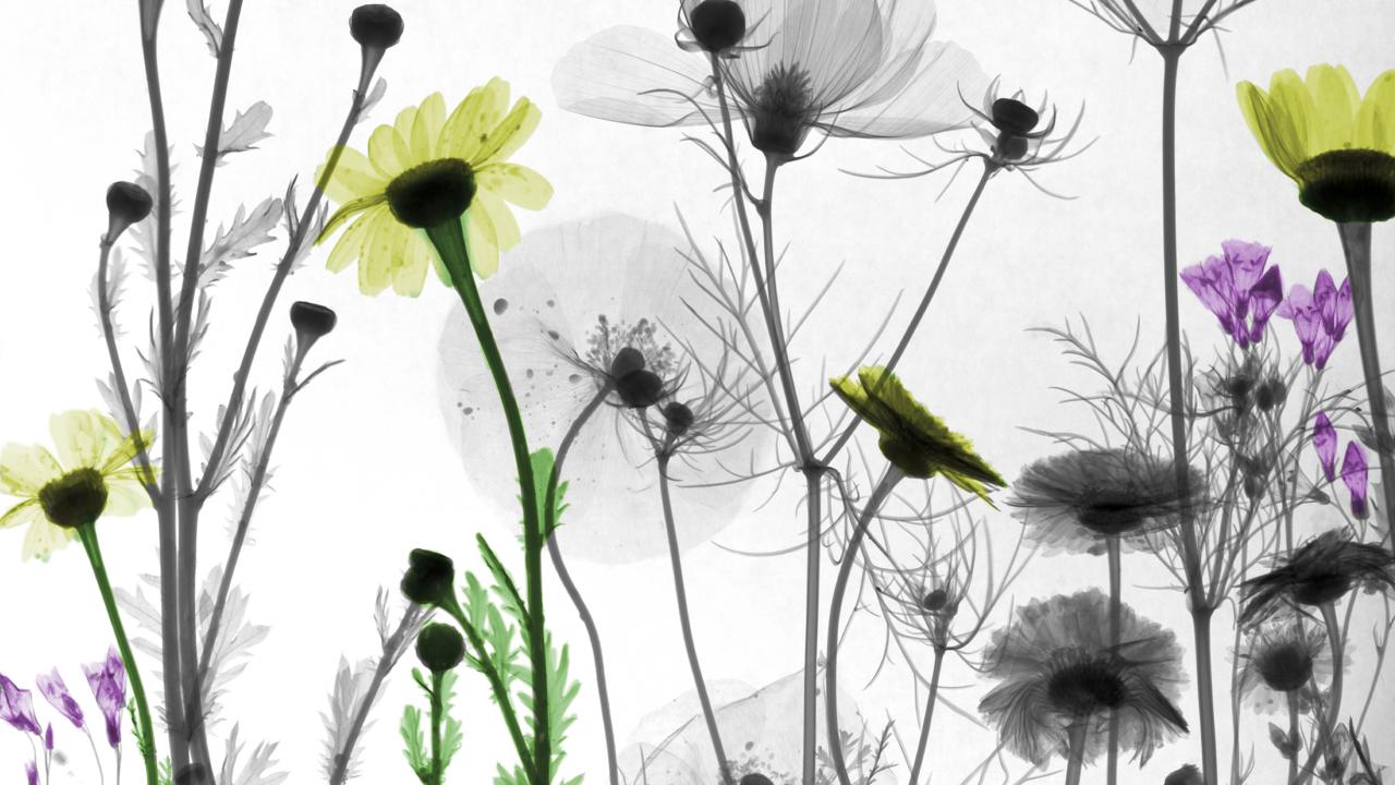 Wild flowers growing near Deventer, The Netherlands (credit: Arie van ’t Riet / SPL)