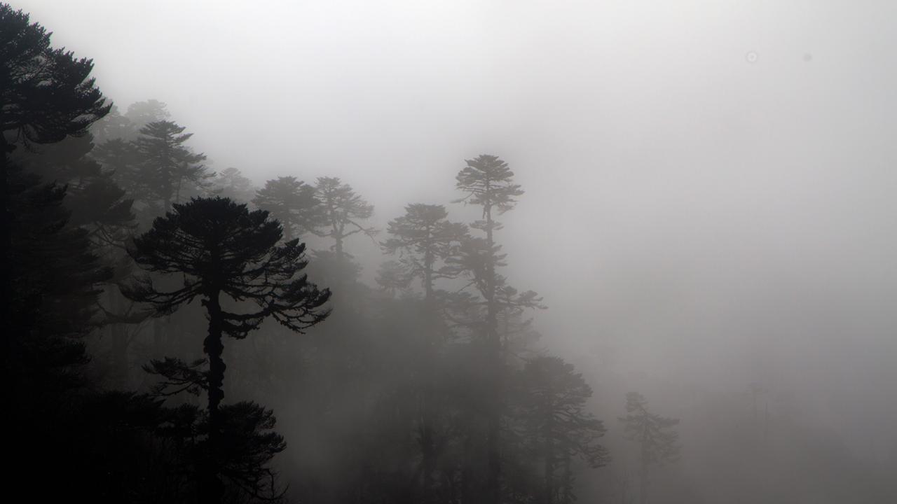A misty forest (Credit: Credit: Stuart Butler) A misty forest (Credit: Credit: Stuart Butler)