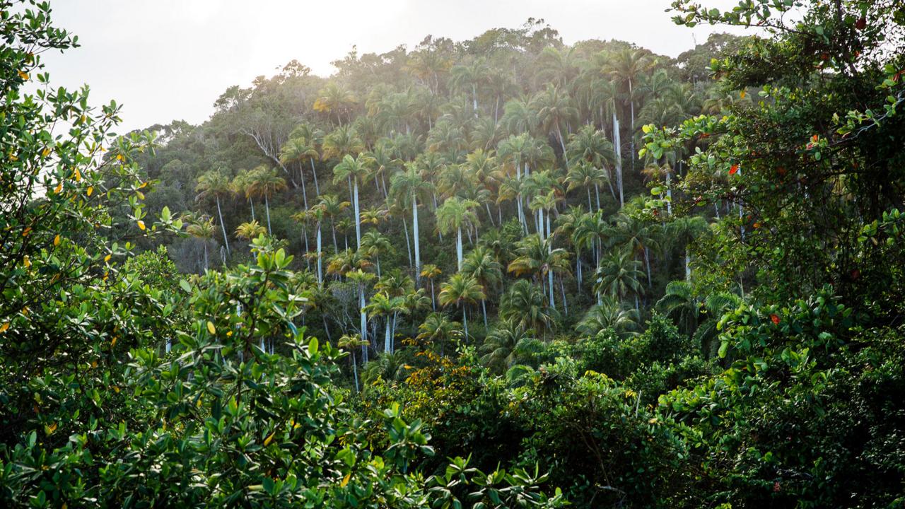 Into a lush paradise (Credit: Credit: Tanveer Badal) Into a lush paradise (Credit: Credit: Tanveer Badal)