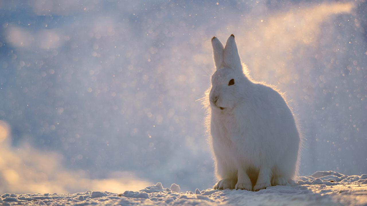 Arctic hare (Lepus arcticus), Greenland (Credit: Morten Hilmer)
