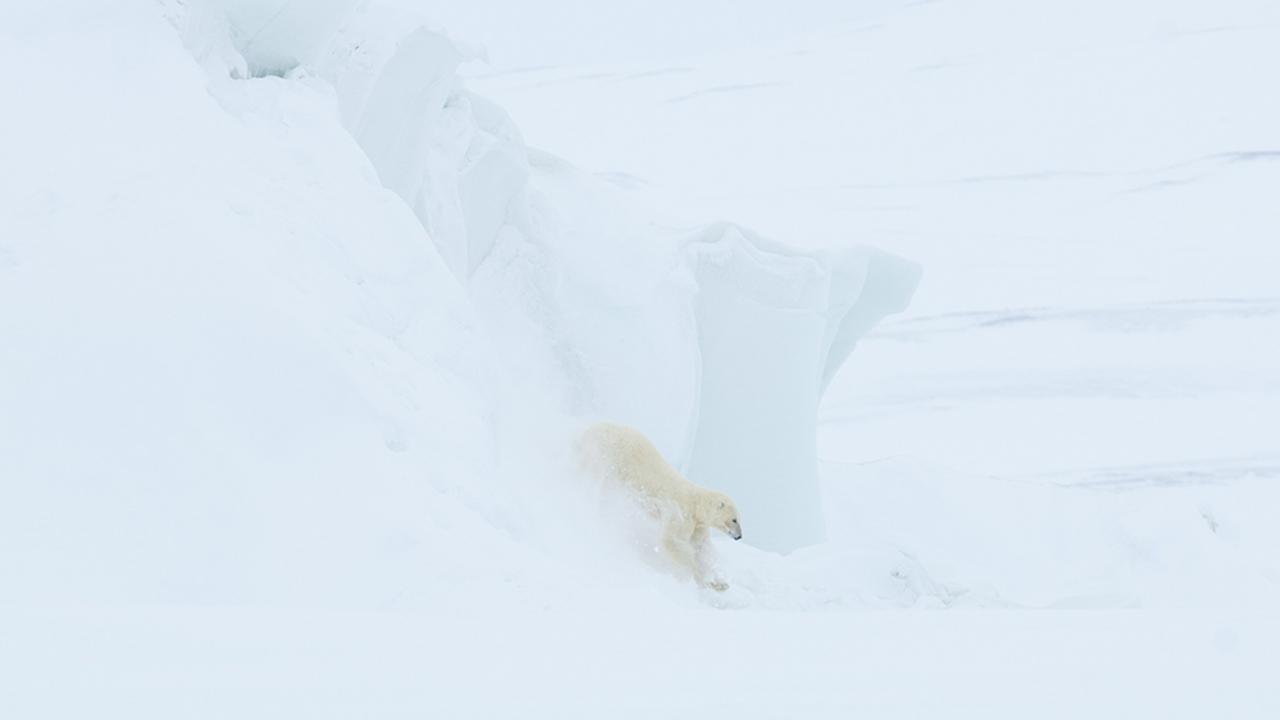 Polar bear on the northern coast of Greenland (Credit: Morten Hilmer)