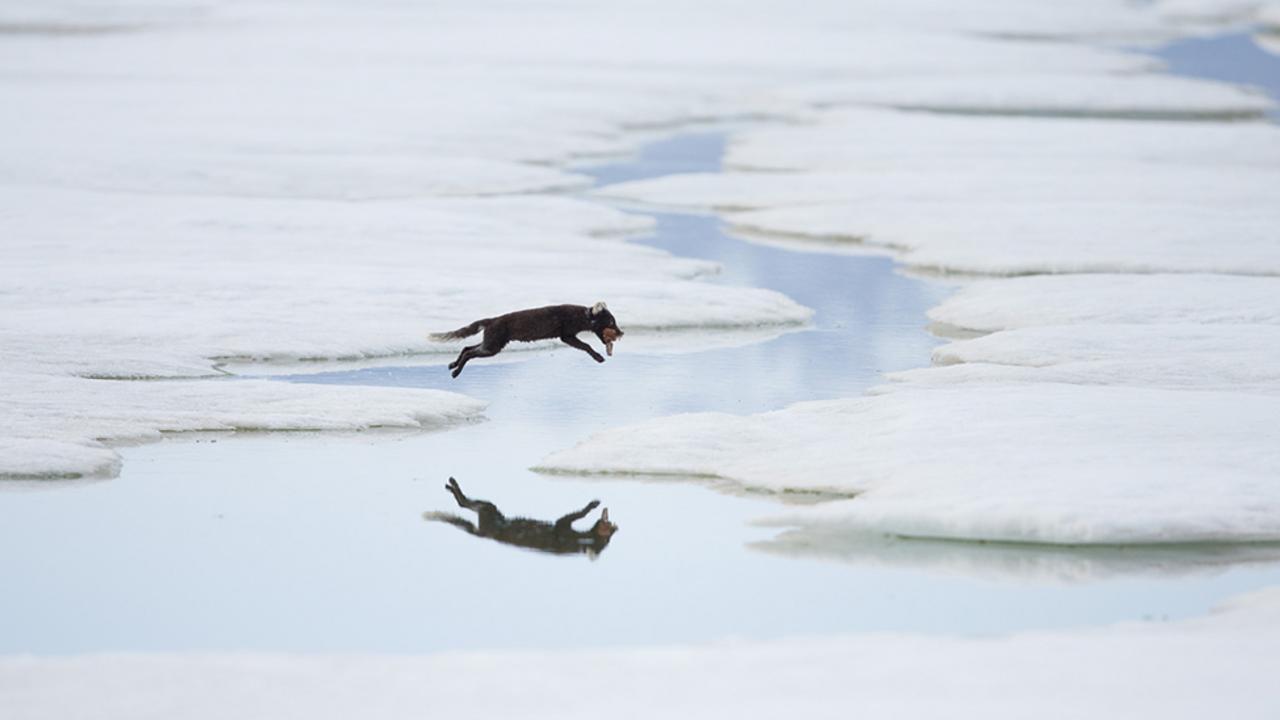 Arctic fox (Vulpes lagopus) on her way home to her pups (Credit: Morten Hilmer)