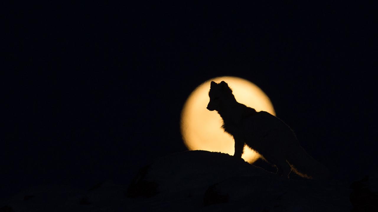 Arctic fox (Vulpes lagopus) in front of a full moon (Credit: Morten Hilmer)