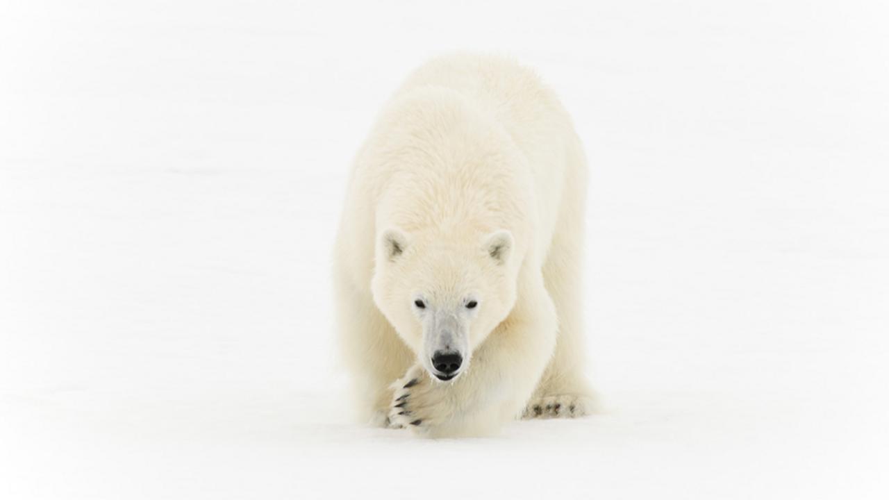 Polar bear (Ursus maritimus) in northeast Greenland (Credit: Morten Hilmer)