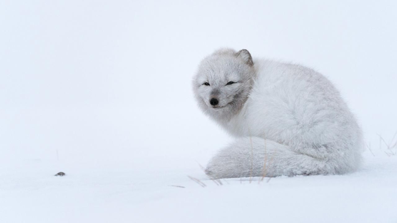 Arctic fox (Vulpes lagopus) during a blizzard (Credit: Morten Hilmer)