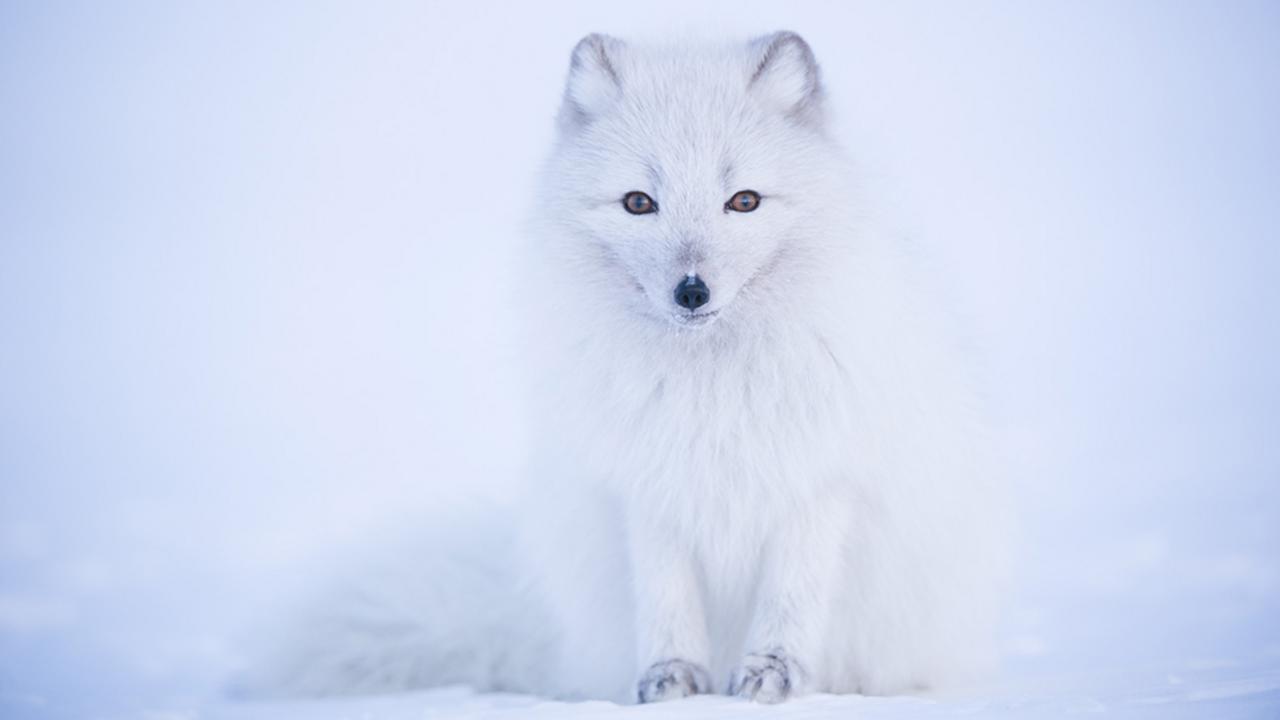 Arctic fox (Credit: Morten Hilmer)
