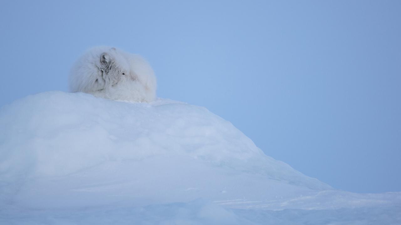 Arctic fox (Vulpes lagopus) (Credit: Morten Hilmer)