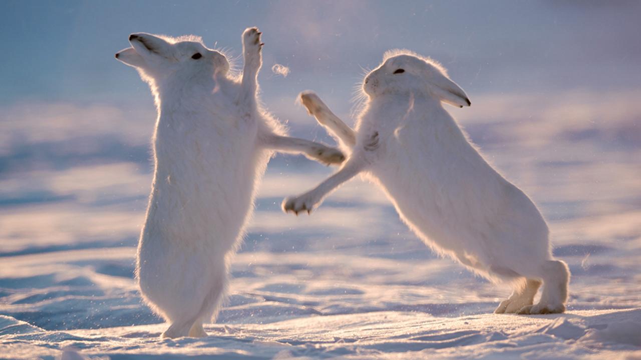 Arctic hare battle (Credit: Morten Hilmer)