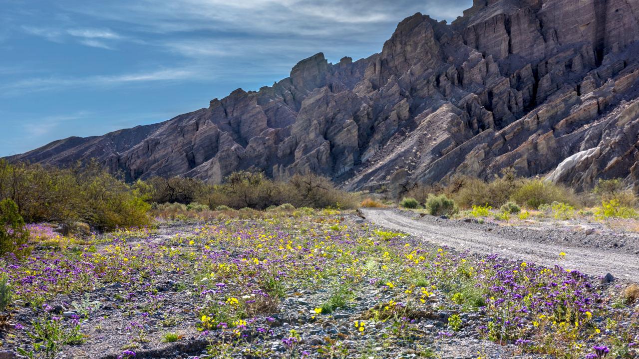 A short walk into a canyon reveals the diversity of Death Valley’s super bloom (Credit: Credit: Sivani Babu)