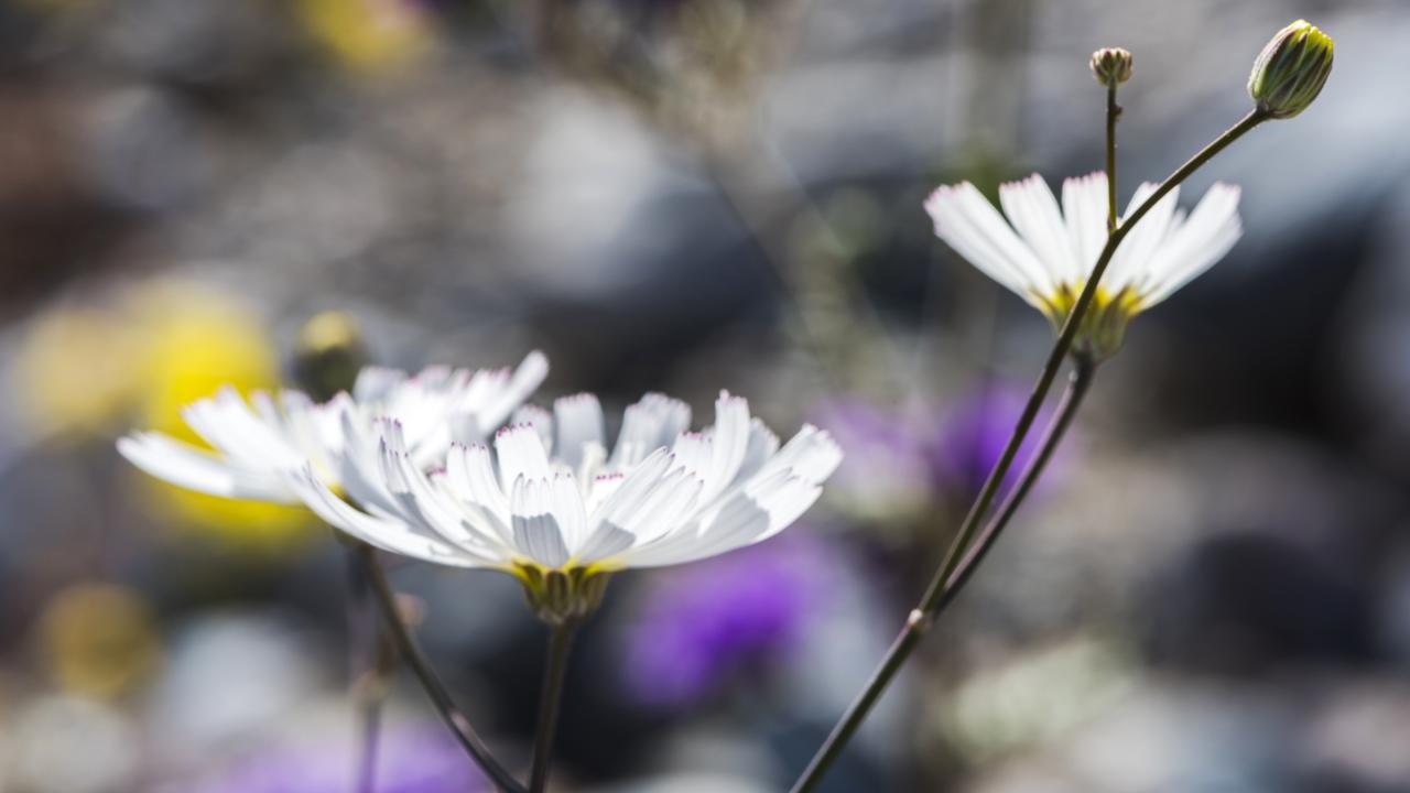 The ethereally pale blossoms of gravel ghost (Atrichoseris platyphylla) along Furnace Creek Wash (Credit: Credit: Sivani Babu)