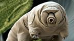 Tardigrades (Copyright: SPL)