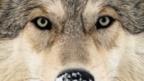 Wolf (Science Photo Library)