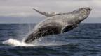 Why whale poo is good for the ocean... and us (Thinkstock)