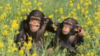 Chimp buddies (Thinkstock)