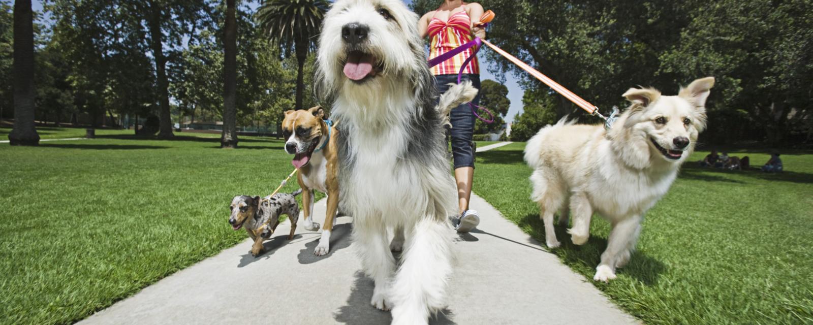 A good dog walker can earn $96,000. (Thinkstock) (Credit: Thinkstock)