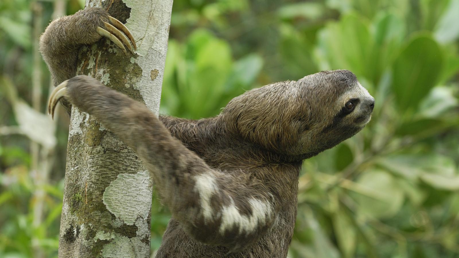 belly buddies sloth