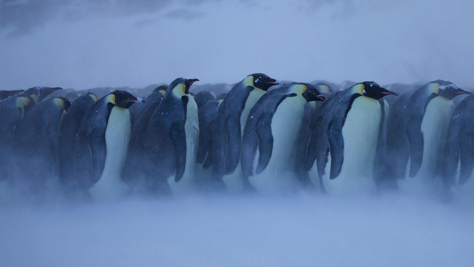 Wiinterrr S Day In The Frigid Antarctic Winter Emperor Penguins Can Get Too Hot