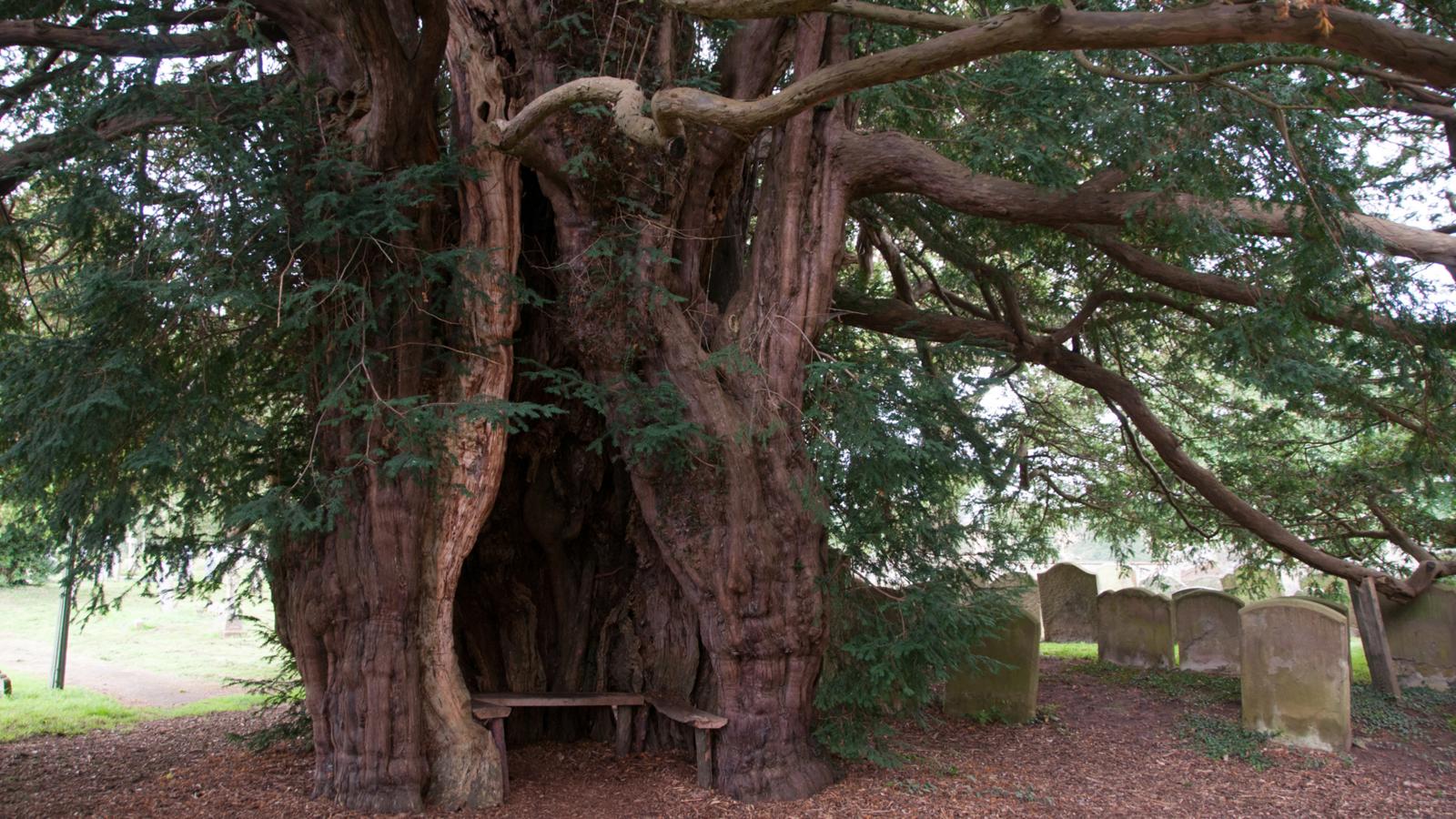 Britain’s 11 most legendary trees The Muslim Times