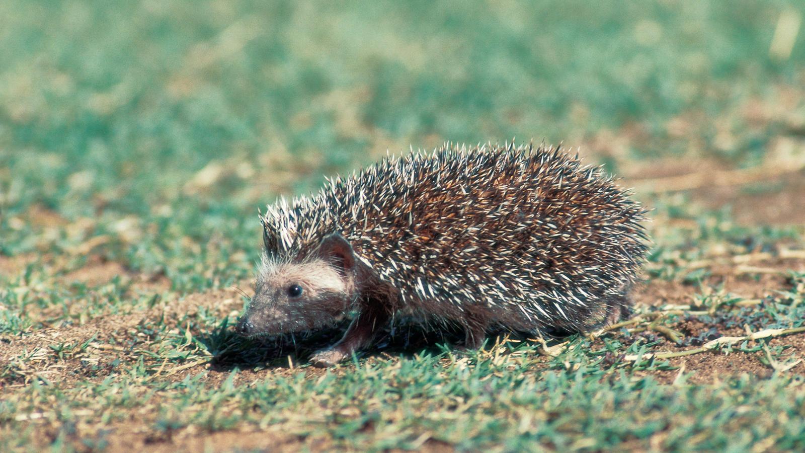 Here are all the reasons you cant hibernate in winter The Muslim Times