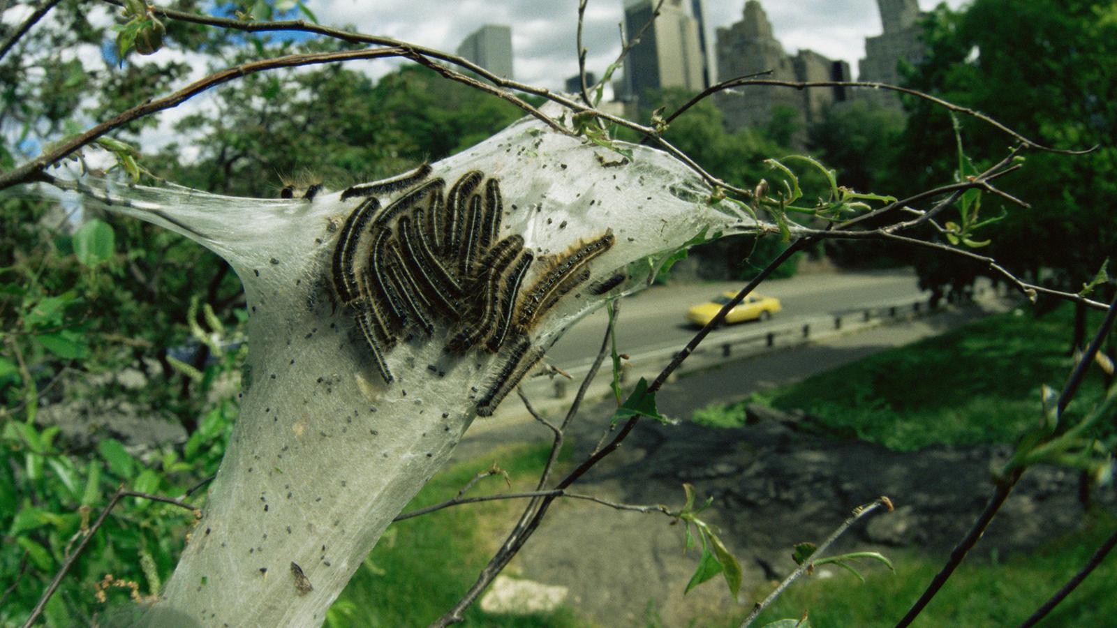 12 Nests You won't believe were made by Insects How Africa News