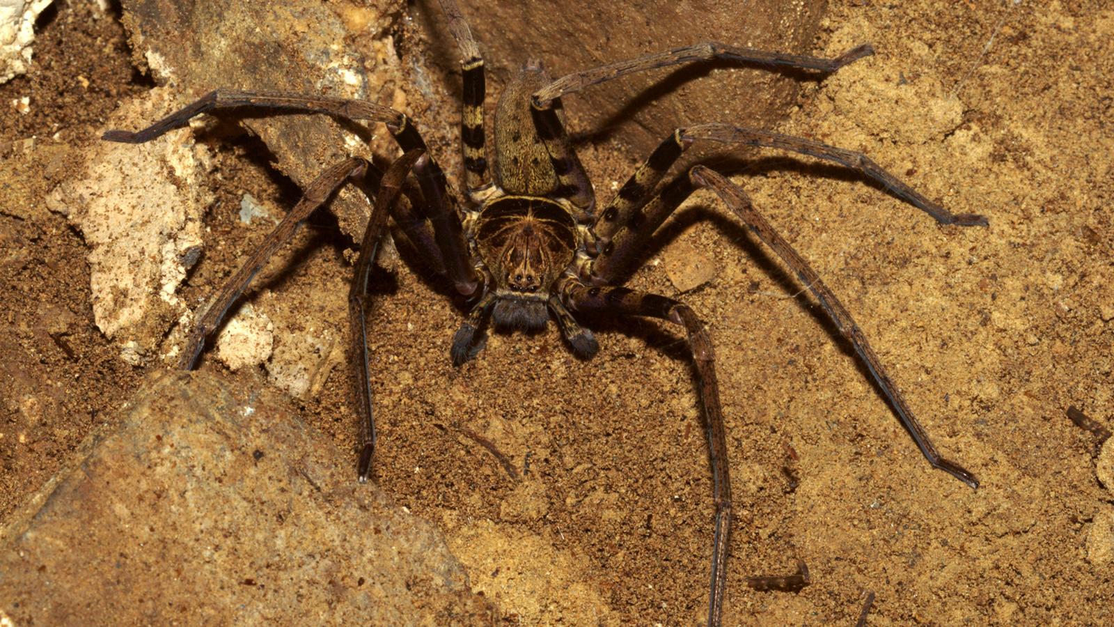 the-world-s-largest-spider-is-the-size-of-a-dinner-plate-the-muslim-times