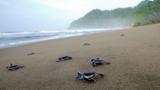 Home to five of the world’s seven species of sea turtle, Sri Lanka is giving tourists the chance to see turtles, while hoping saving them at the same time.