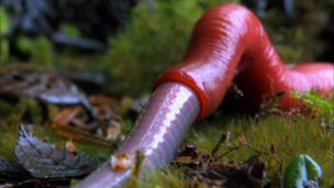 A giant red leech hunts down a 70cm long blue worm and sucks it down like spaghetti.