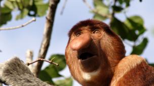 Proboscis monkey, Nasalis larvatus (Credit: dbimages / Alamy)