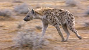 A spotted hyena (Crocuta crocuta) in Namibia (Credit: Chris Gomersall / Alamy)