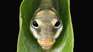 Why do caterpillars look like snakes? (credit: John Flannery CC by 2.0)